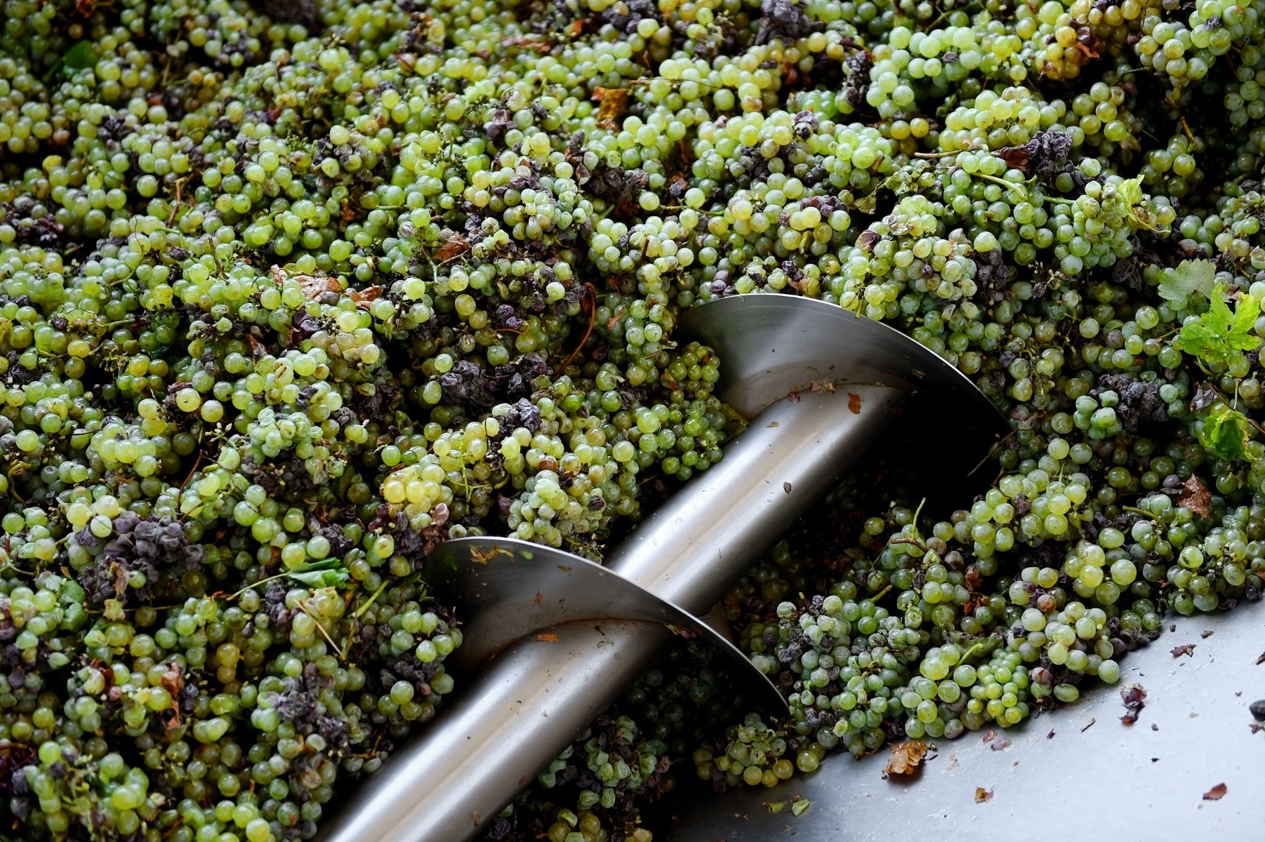 PrikenTik wijnstreken - alcoholvrije wijn 2